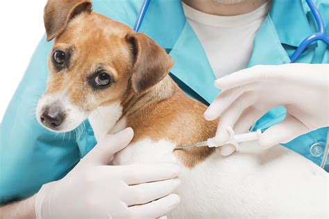 rfid chip implanted in dogs|Is There A GPS Implant For Dogs That Works Like A .